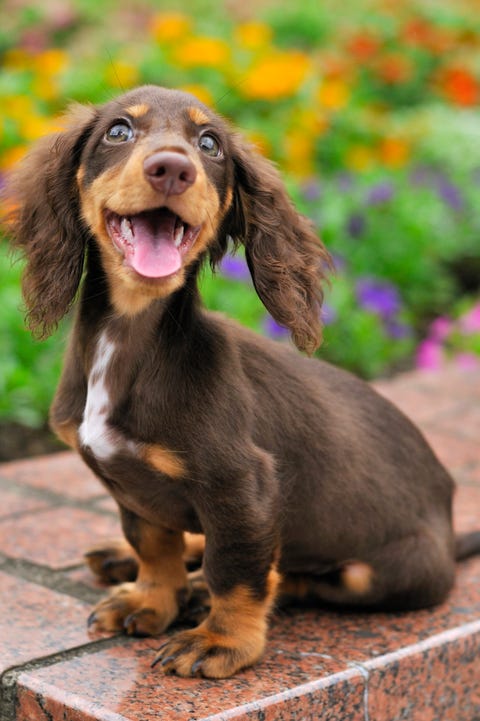 Small Dog Breeds That Make for Perfect Companions 