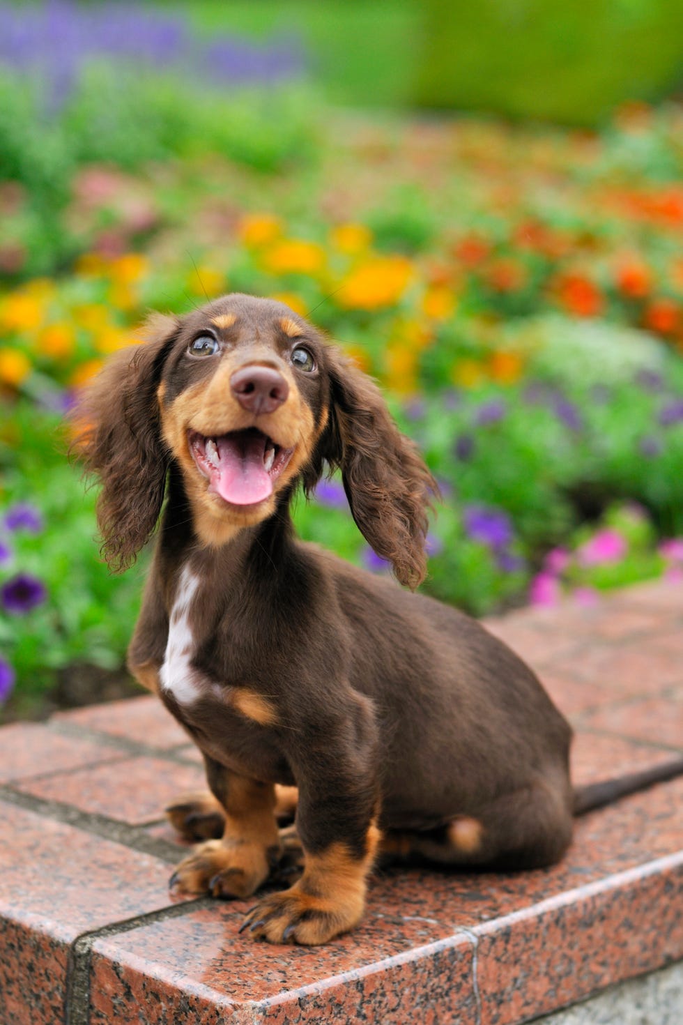 a close up of a happy brown dachshund