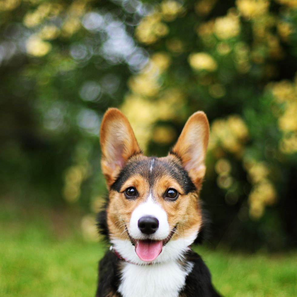 a brown and white pembroke welsh corgi sitting on the grass