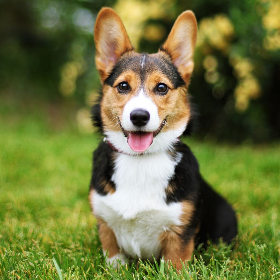 a brown and white pembroke welsh corgi sitting on the grass