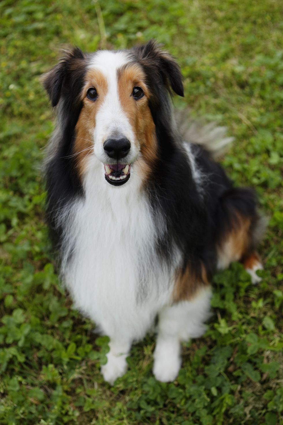 a brown and white shetland sheepdog sitting on the grass