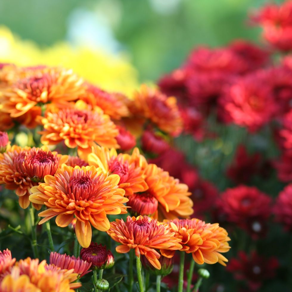 orange and red chrysanthemums