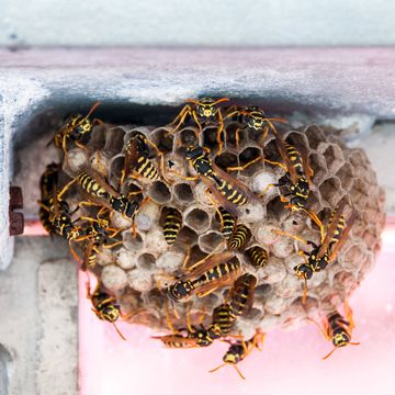 Wasp Nest