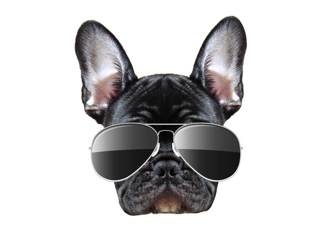 Eyewear, Sunglasses, Canidae, French bulldog, Dog, Snout, Head, Glasses, Dog breed, Vision care, 