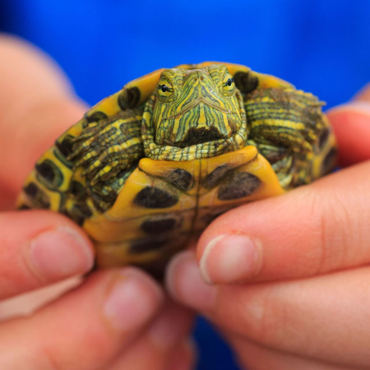 Tiny Turtles Tied To CA Salmonella Outbreak: CDC