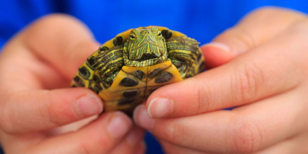 Pet Reptiles and Salmonella Risk - Why You Shouldn't Own a Pet Turtle