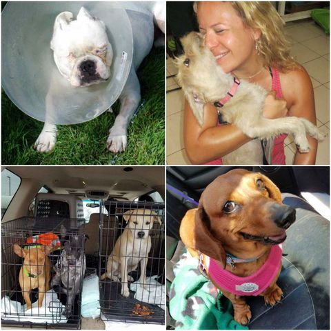 How Rescuing 700 Dogs Ended Up Saving Me - Coveted Canines