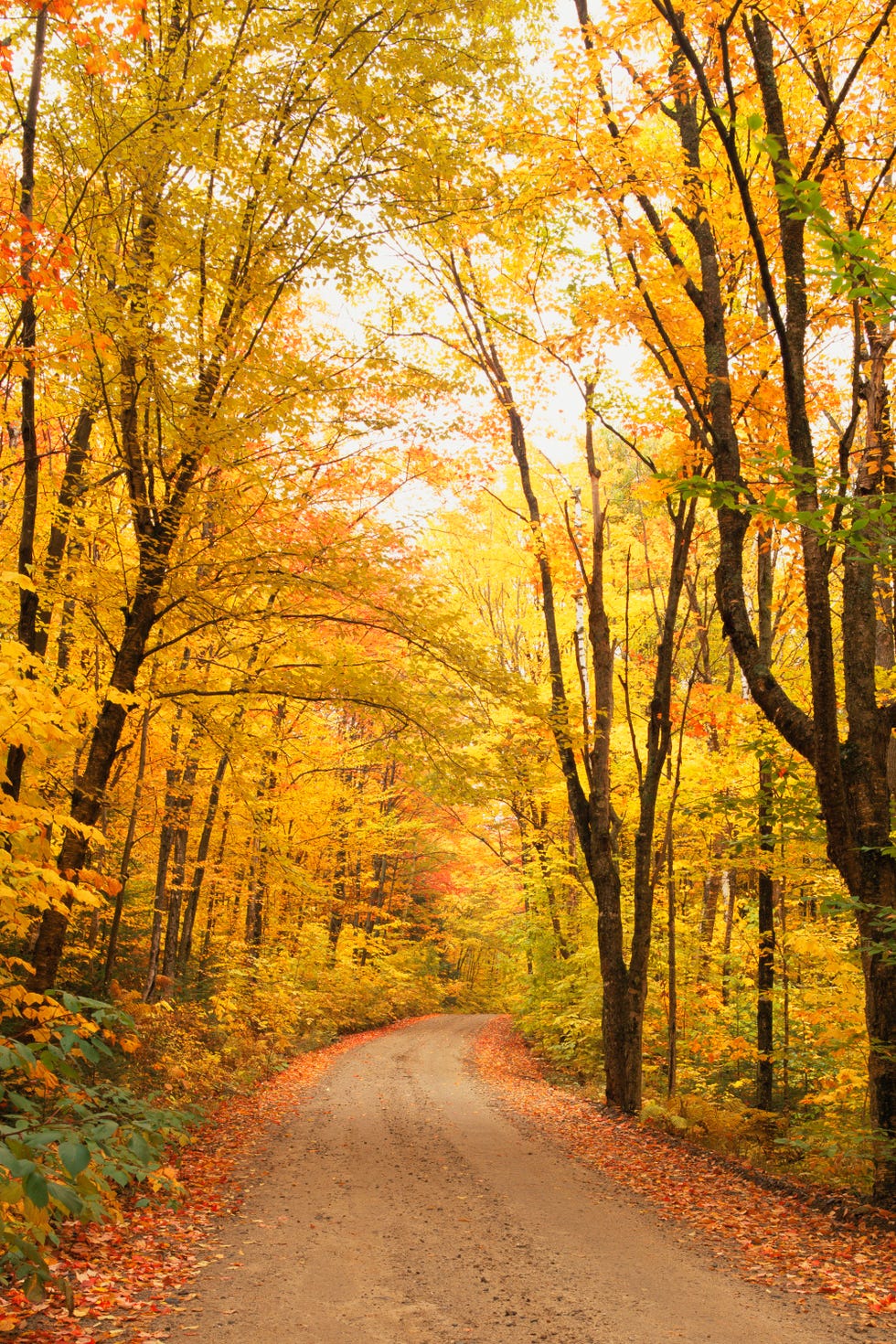 fall leaves