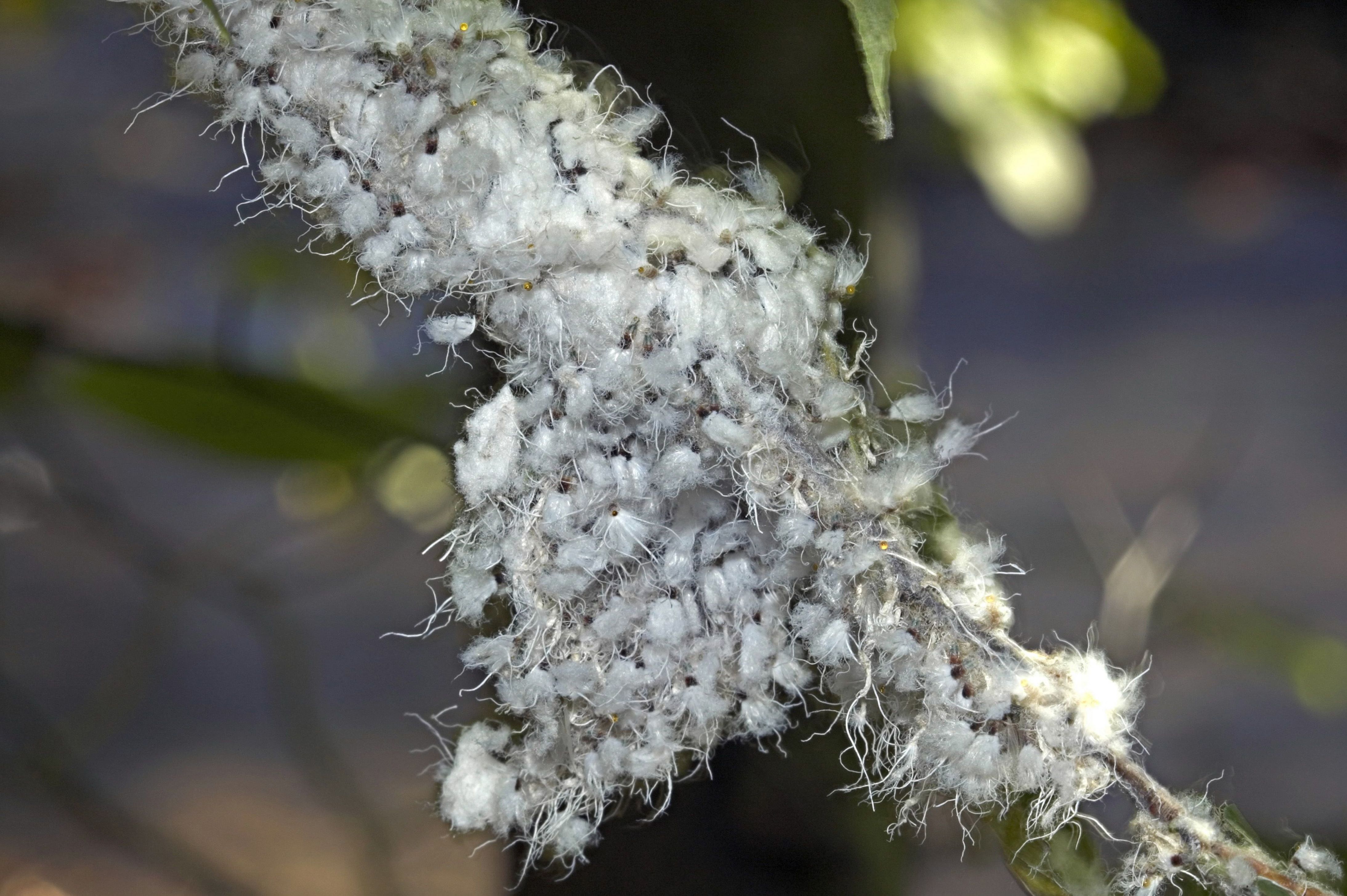 Small white fuzzy bug on plants information