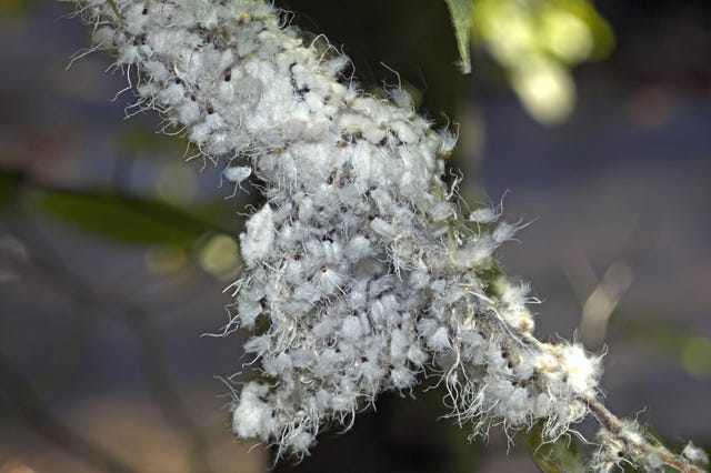 wooly aphids