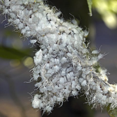 wooly aphids