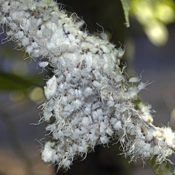 wooly aphids