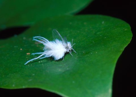 woolly aphids white fluffy bugs