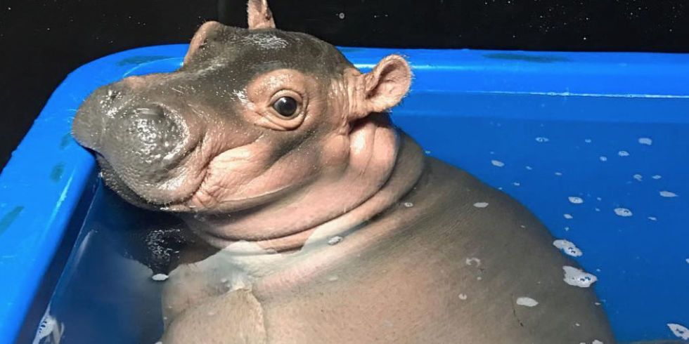 Baby Hippo Farting Underwater Video Of Adorable Hippo Fiona Farting