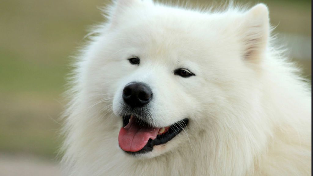 all white dog breeds