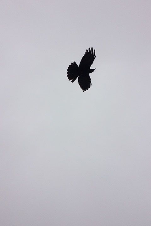 Bird, Wing, Sky, Beak, Bird of prey, Eagle, Crow-like bird, Black-and-white, Accipitriformes, 