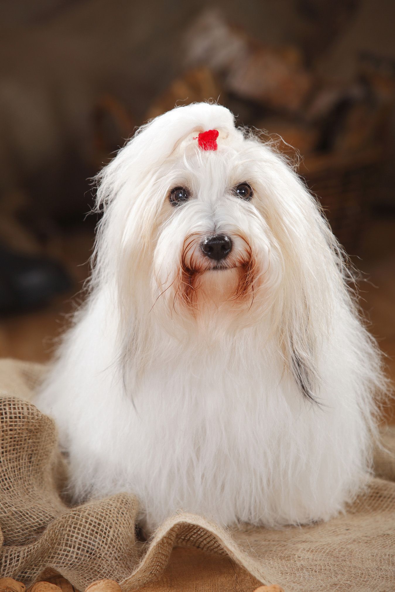 small white long haired dog