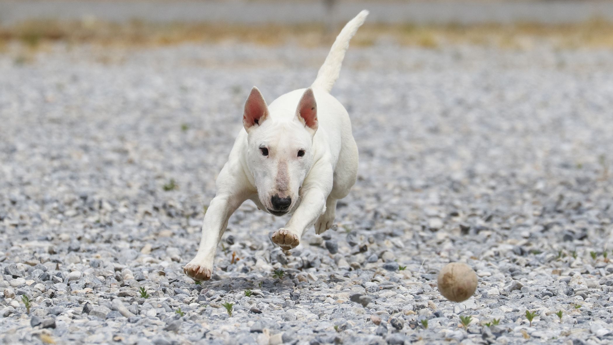 14 Small White Dog Breeds - Fluffy 