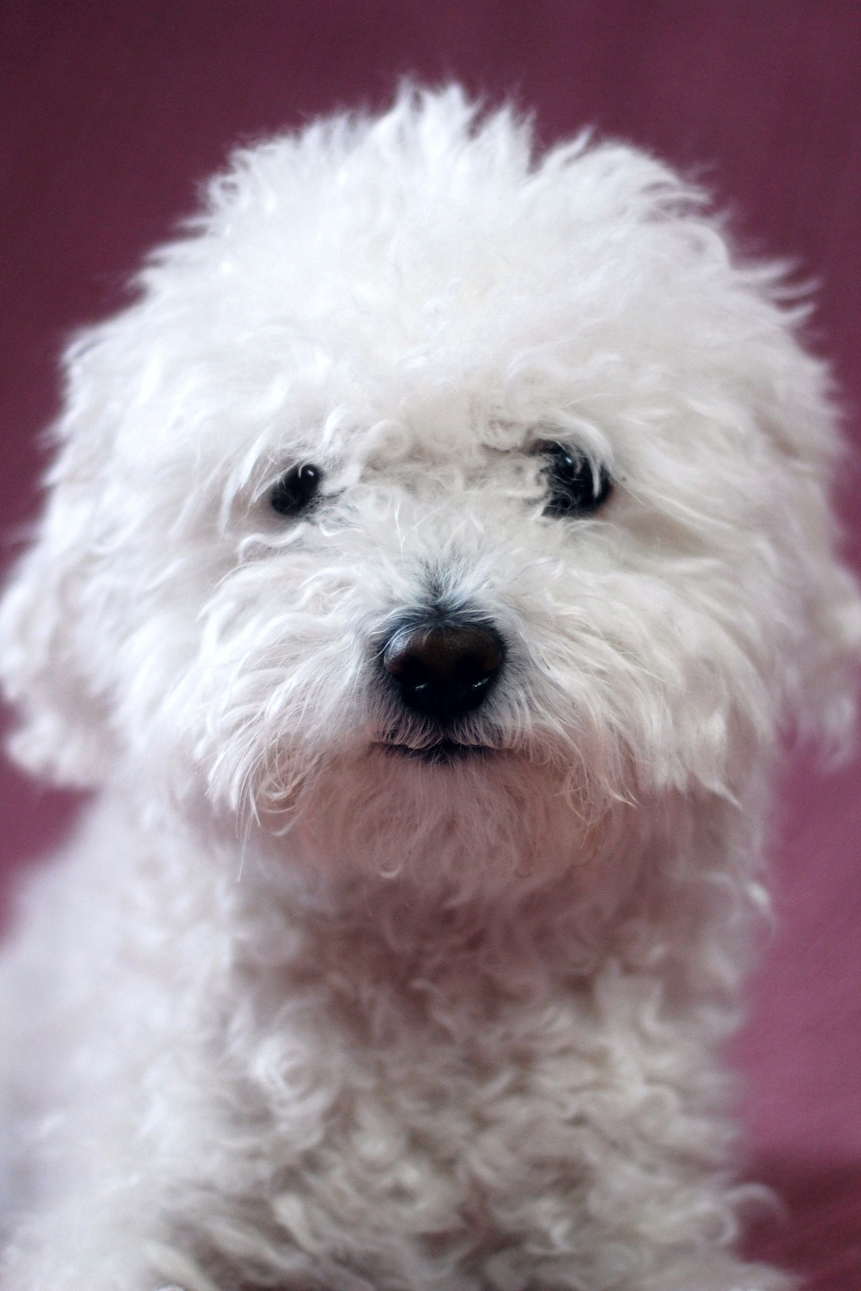 big puffy white dog