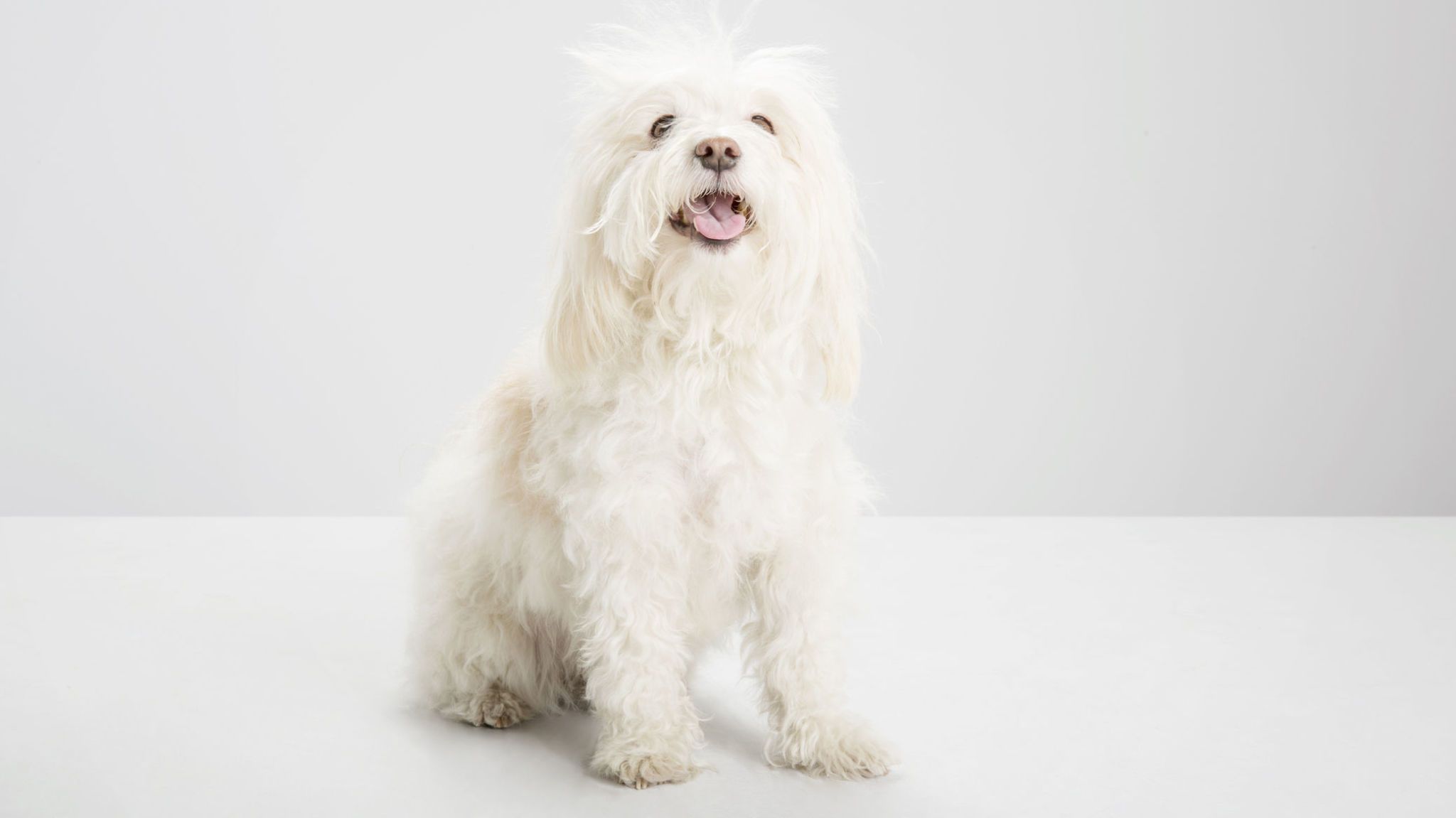 Small white best sale dog images