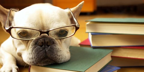 The Top 25 Smartest Dog Breeds