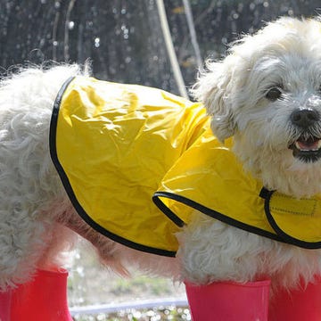 Small White Dog Breeds