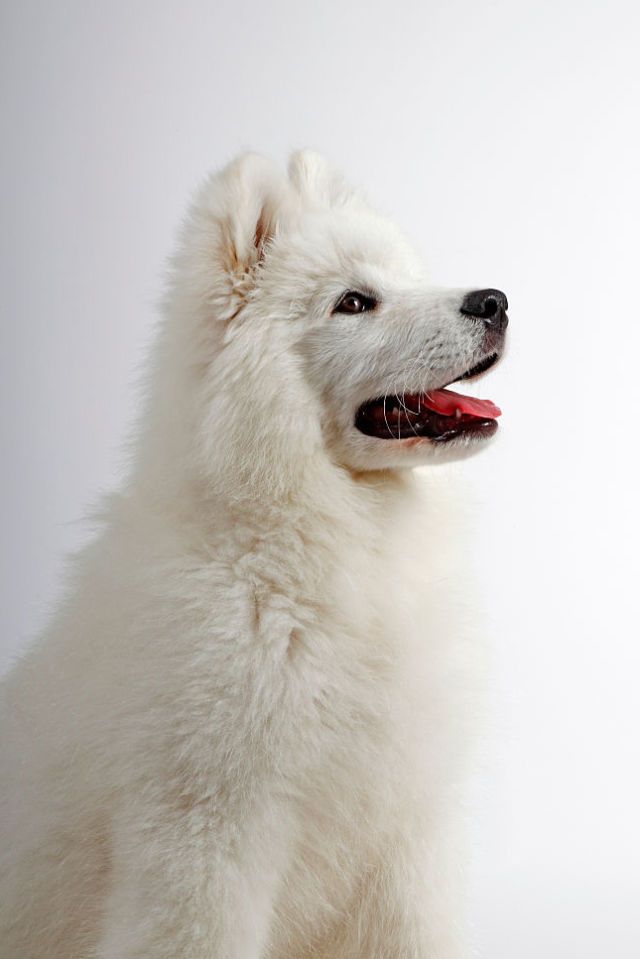 samoyed dog small white dogs