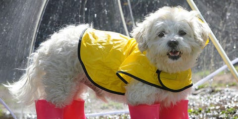 14 Small White Dog Breeds Fluffy Little White Dogs