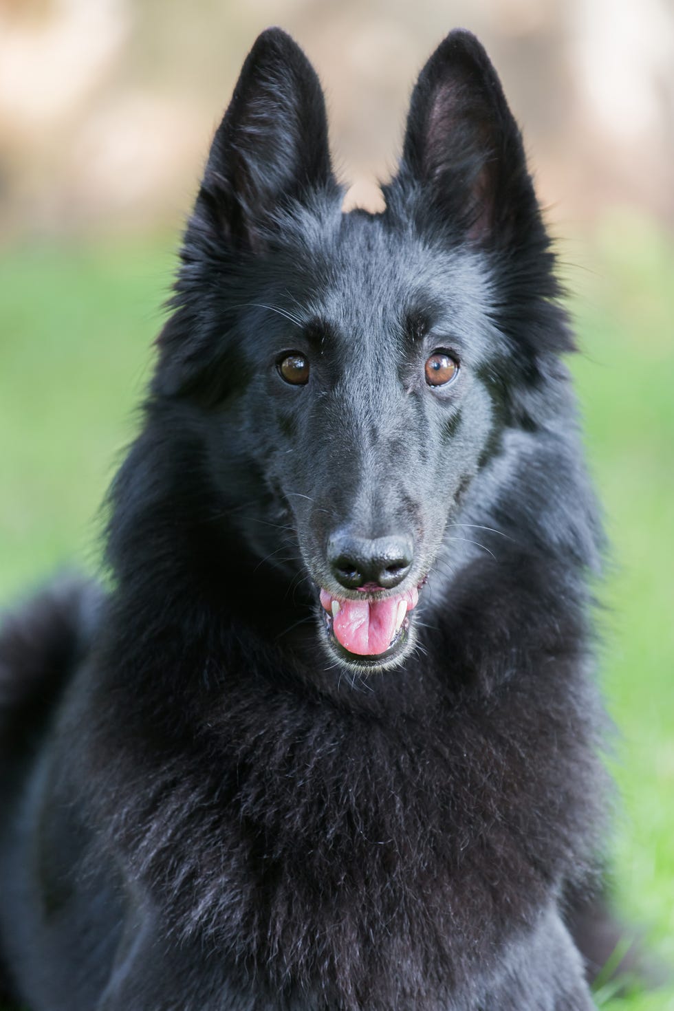 belgian sheepdog