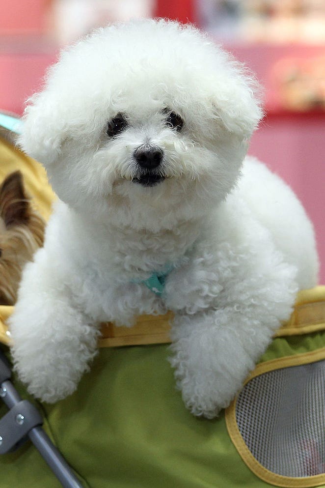 Small White Dog Breeds