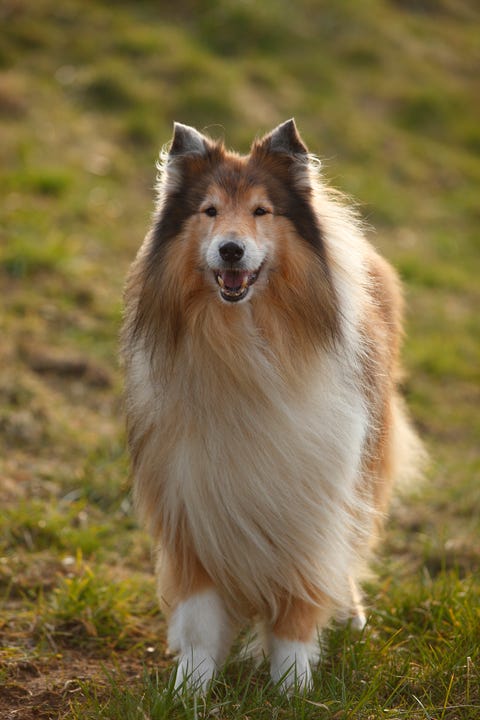 collie