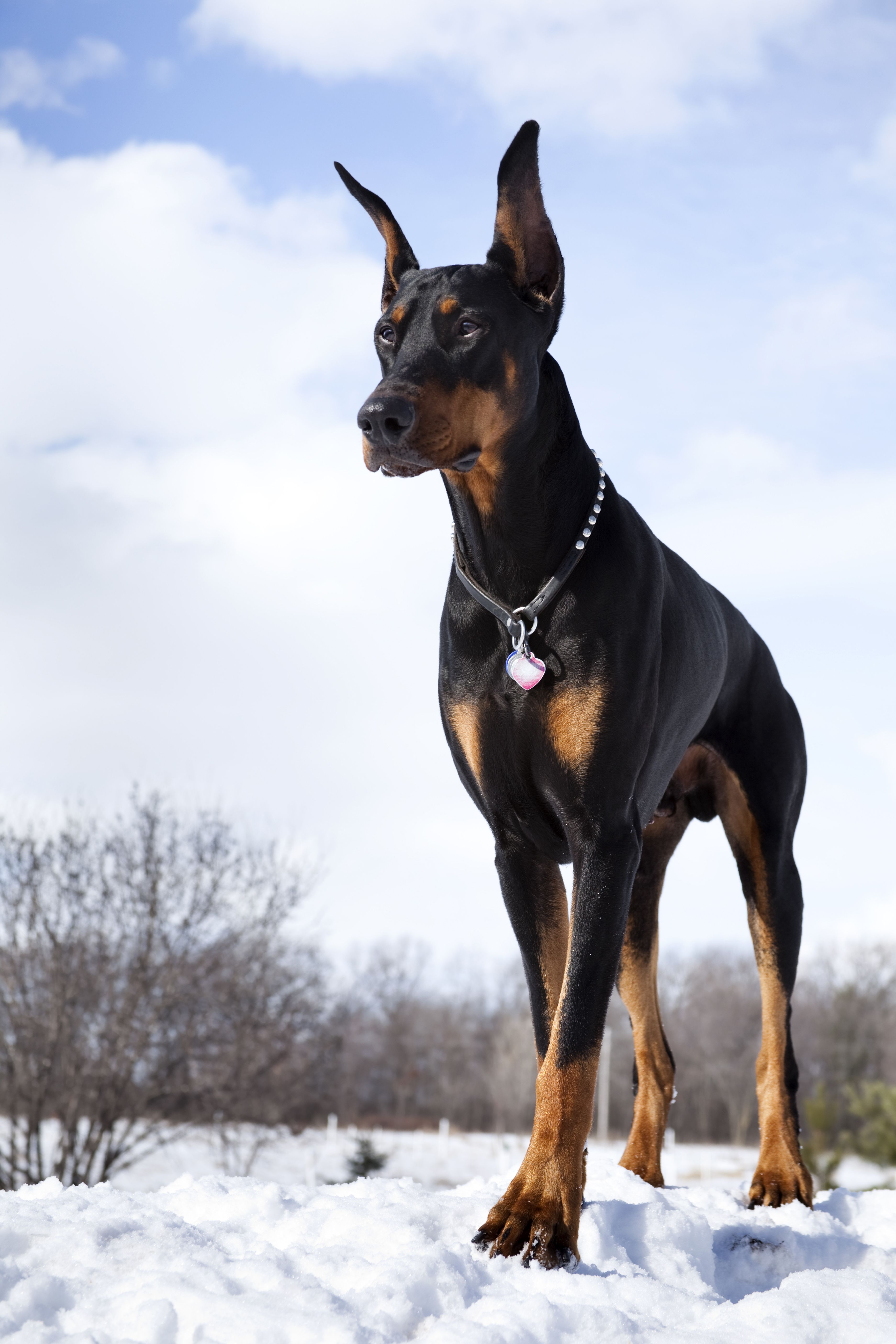 are dobermans large breed dogs