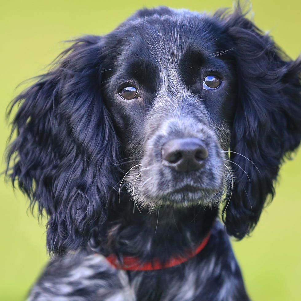 a black and white english cocker spaniel