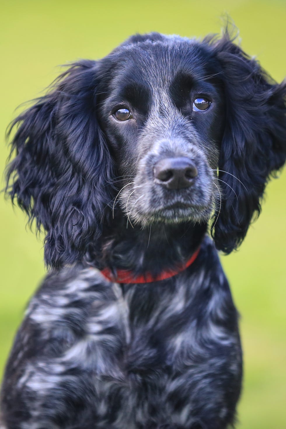 a black and white english cocker spaniel