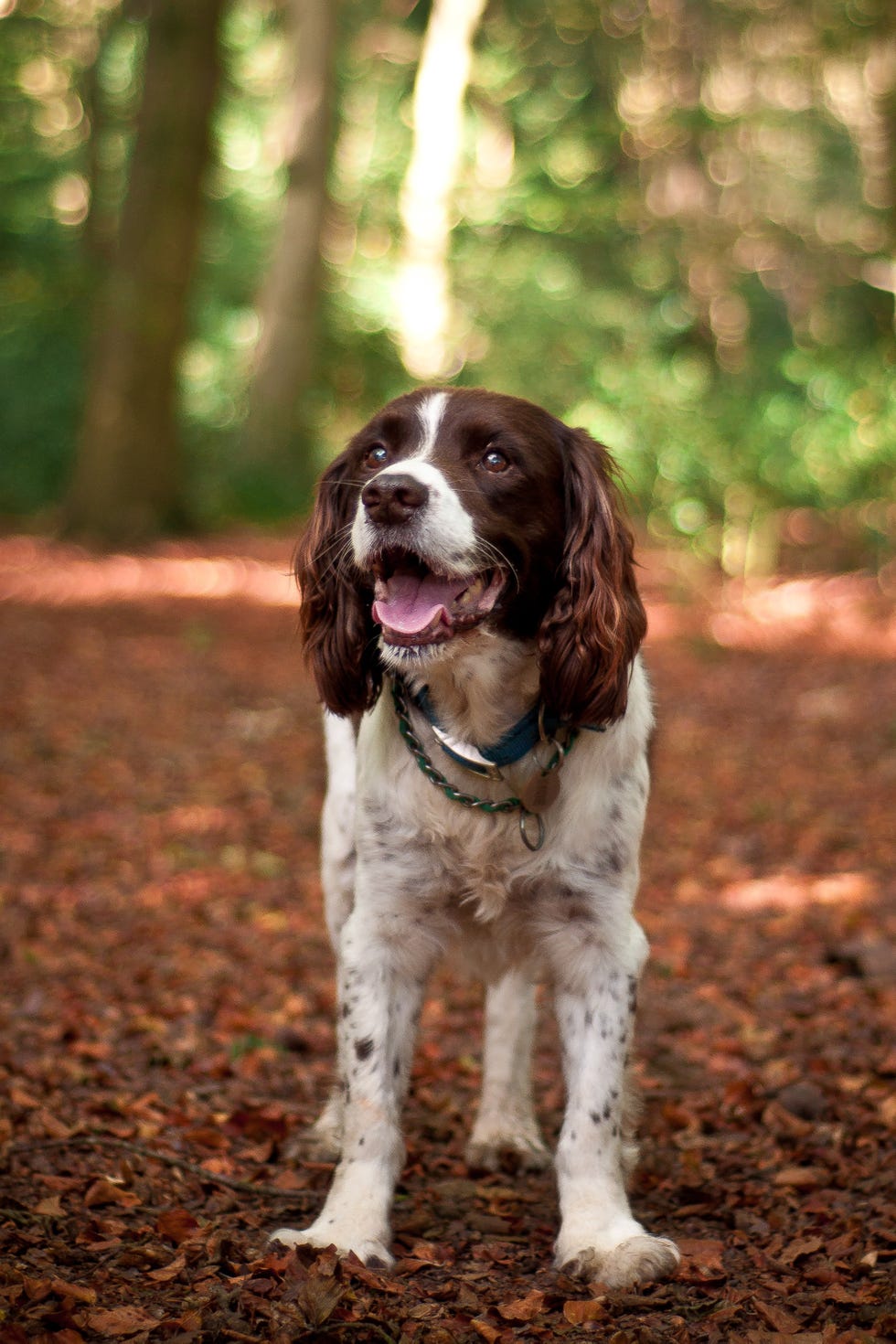 english springer spaniel