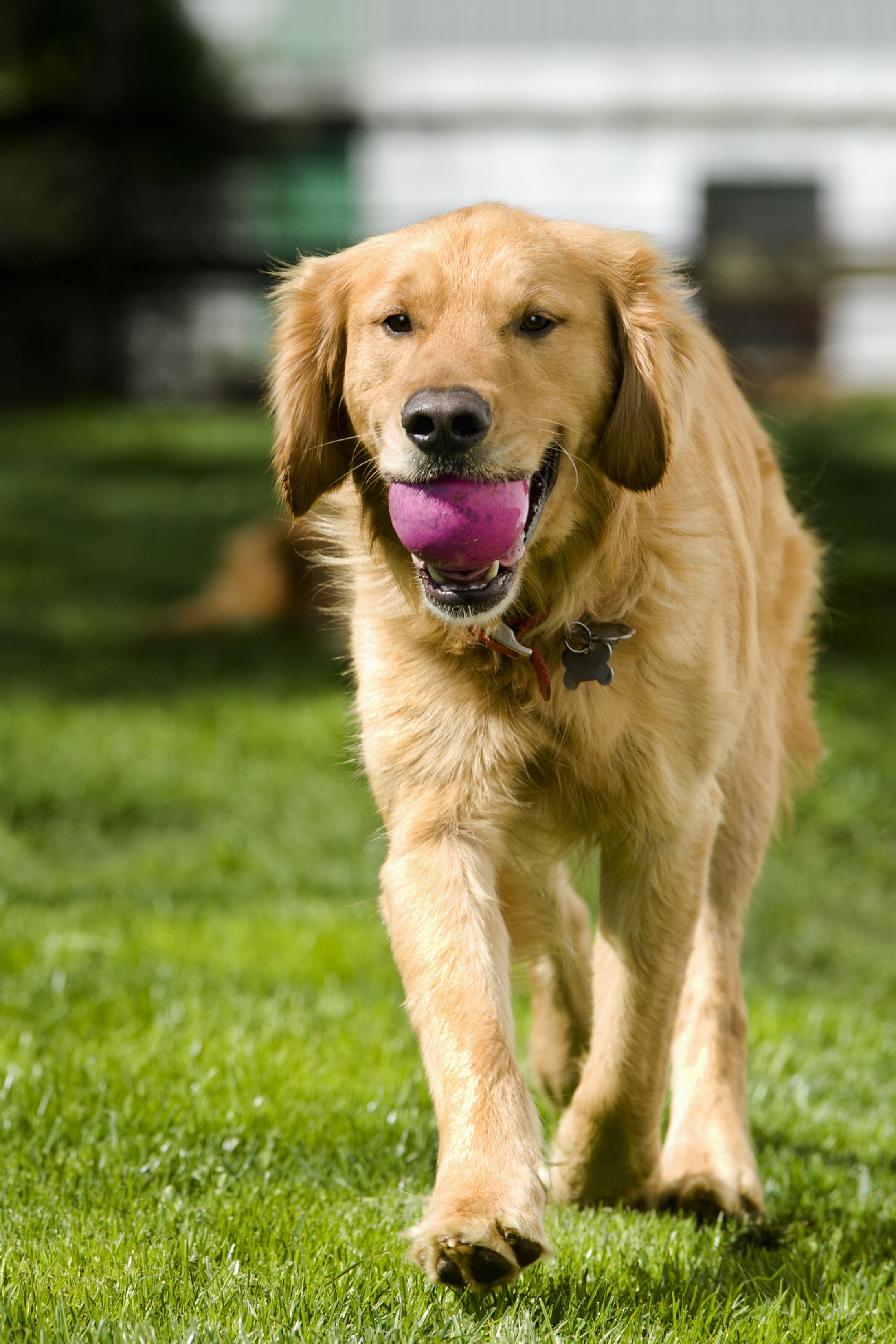golden retriever intelligent dogs