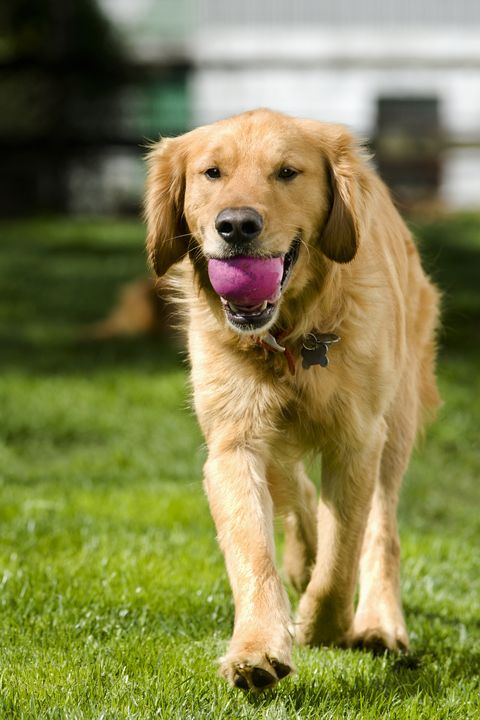 Top 10 Smartest Dog Breeds - Most Intelligent Dog Ranked 2022