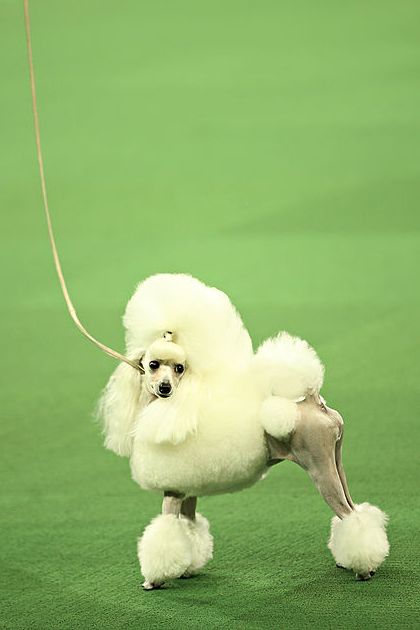 small white poodle like dog with curly white coat