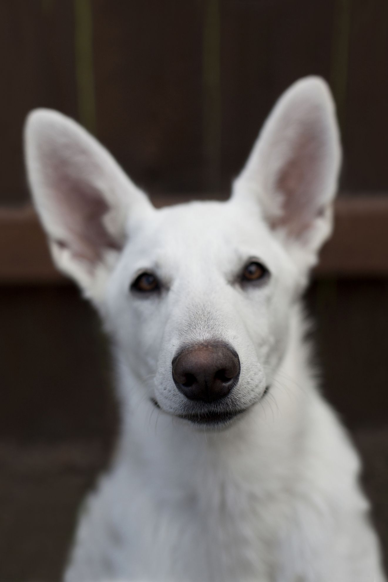 big fluffy grey and white dog