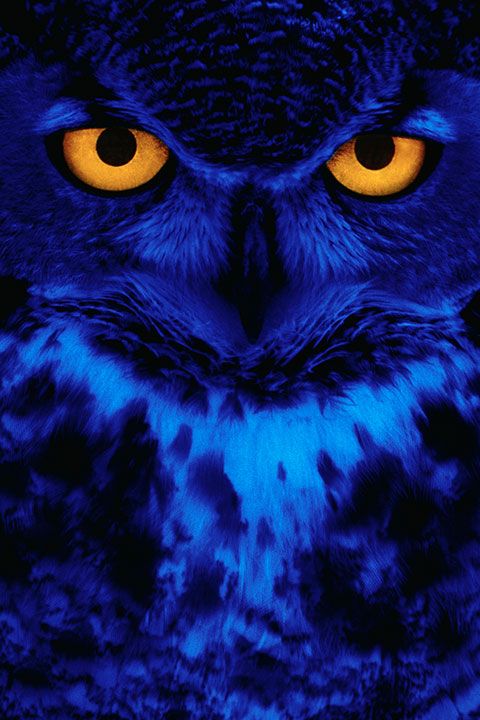 Owl, Blue, Bird, Bird of prey, Eye, Close-up, Cobalt blue, Eastern Screech owl, Iris, Organ, 