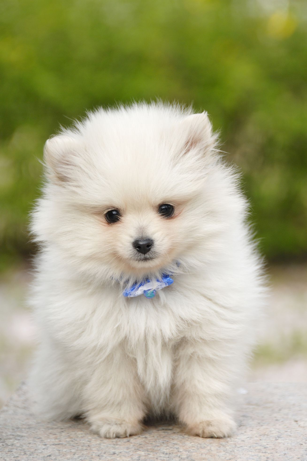 tiny fluffy dog