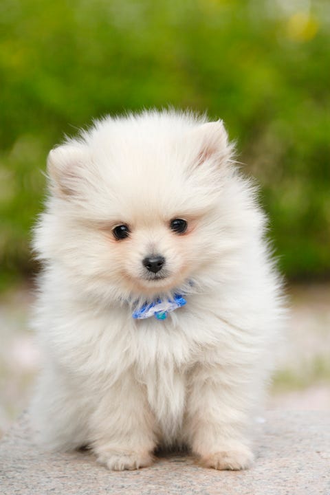 14 Small White Dog Breeds Fluffy Little White Dogs