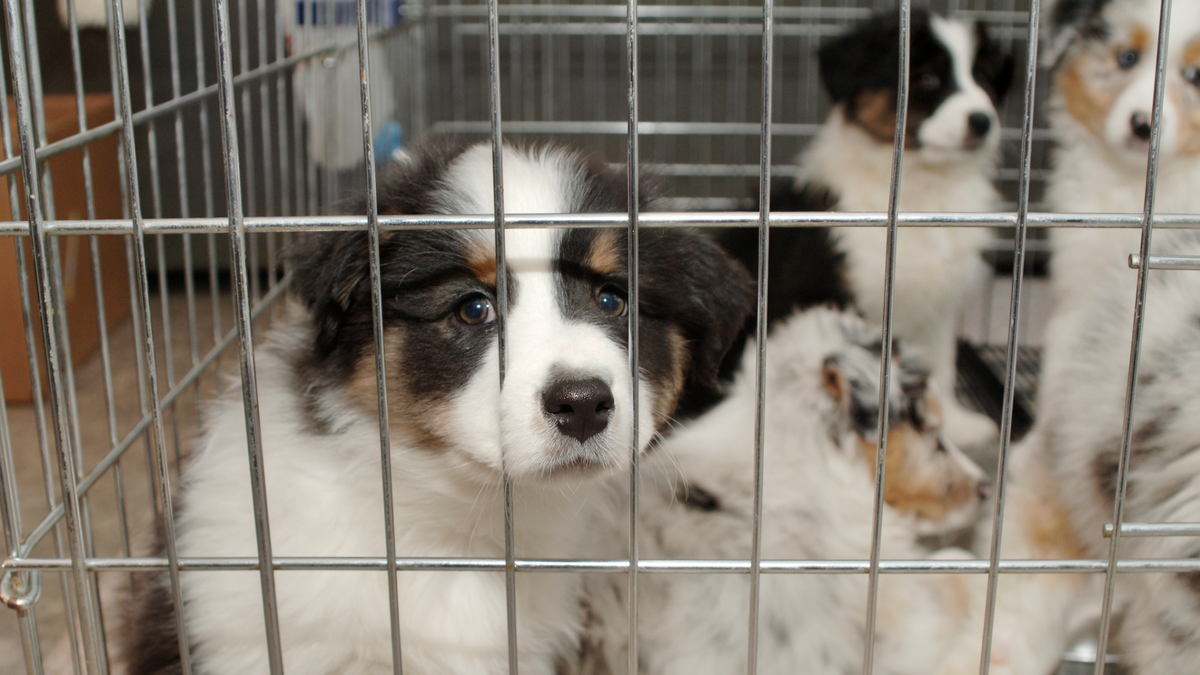 preview for California Has Become the First State to Ban Sales From Puppy Mills