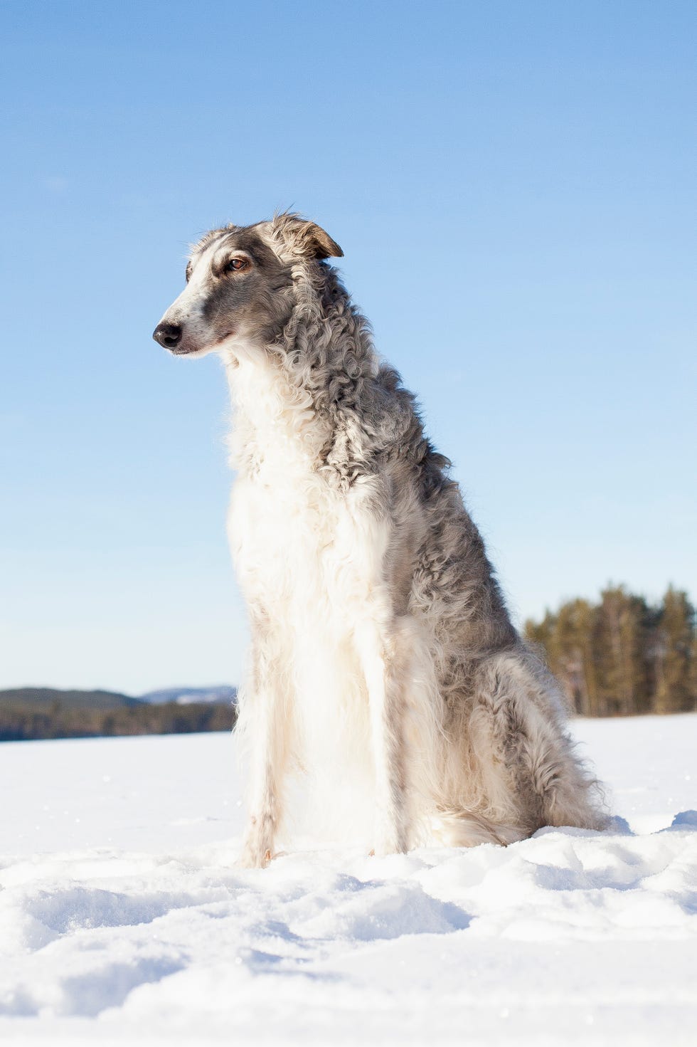 dog, mammal, vertebrate, canidae, borzoi, carnivore, silken windhound, dog breed, longhaired whippet, whippet,