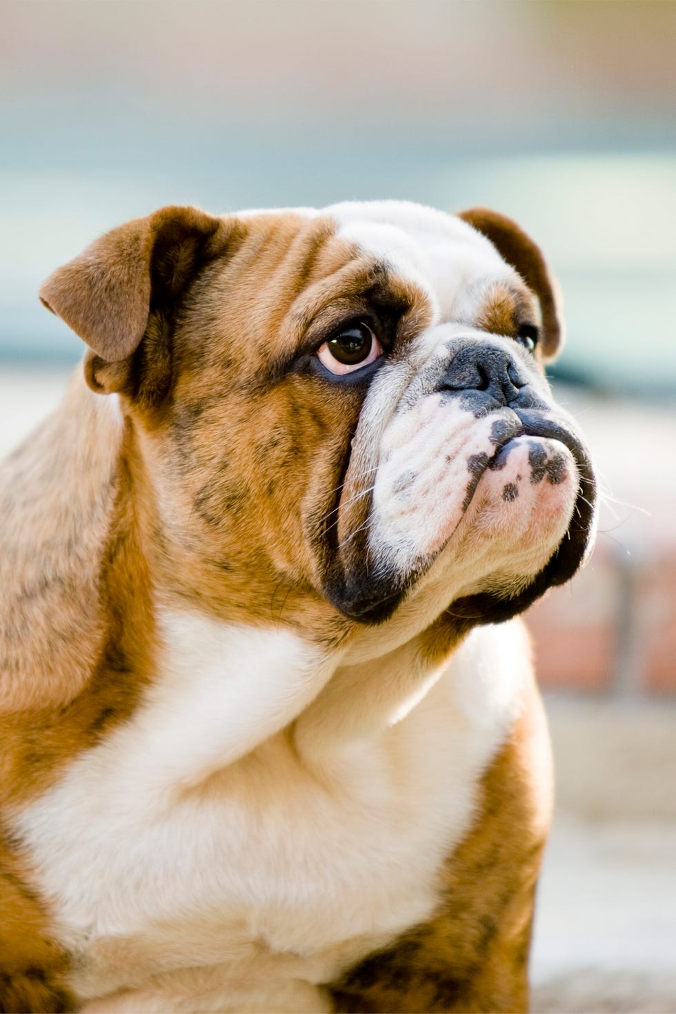bulldog