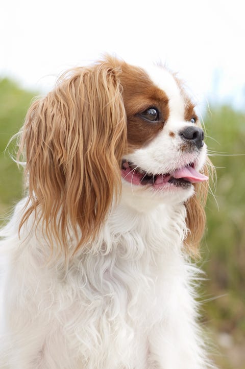 Small Dog Breeds That Make for Perfect Companions 