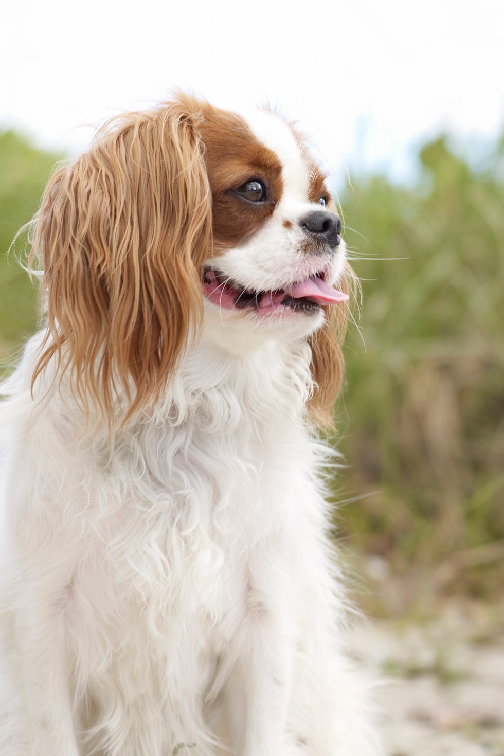 a close up of a brown and white cavalier king charles spaniel