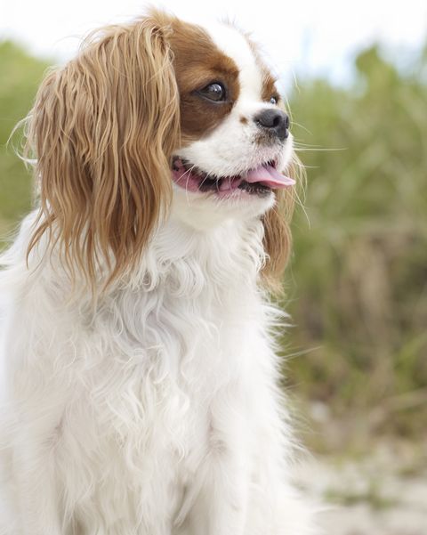 cavalier king chrles spaniel es una raza de perro que ladra poco