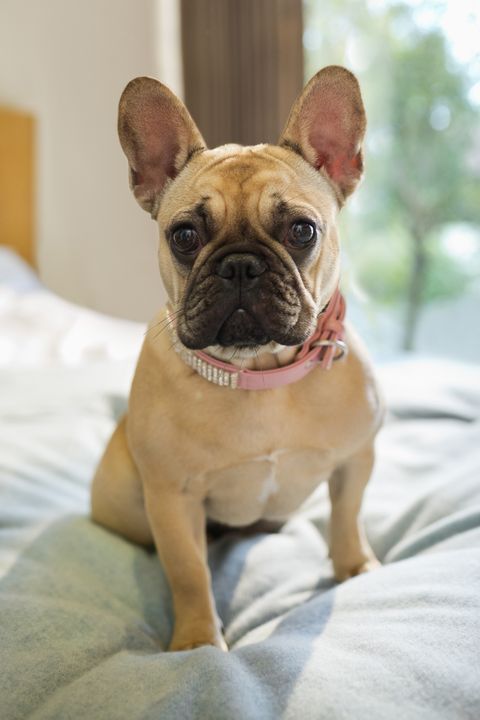 a golden french bulldog sitting on the bed