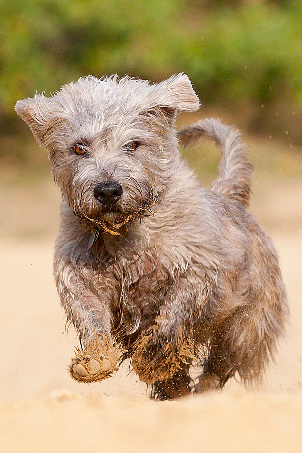 glen of imaal terrier